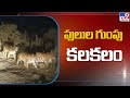 Tigers sighted once again in Adilabad, video goes viral