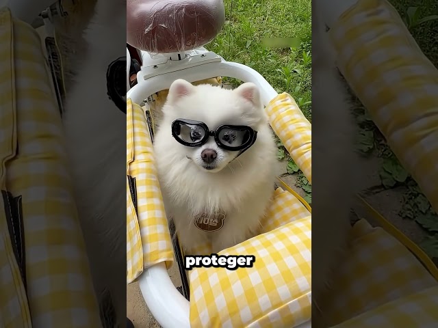 Este cão anda de bicicleta elétrica como um profissional!