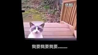 會說中文的貓咪