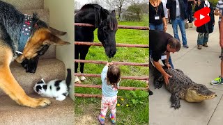 Zábavné videá so zvieratkami