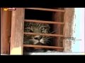 Shocking : Tiger enters a house in Uttarakhand