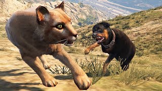 الكلب شوب ضد نمر الجبال شاهد من سيفوز في لعبة جي تي أي 5 | GTA V ...