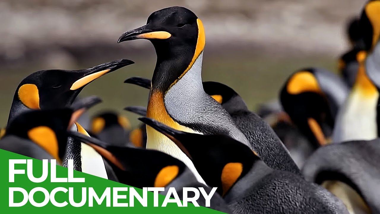 Furious Fifties - Summer in the Wild South Atlantic | Free Documentary Nature