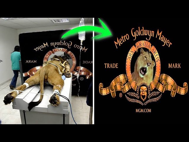 A legjobb filmstúdiók logóinak titkai és keletkezésük története…