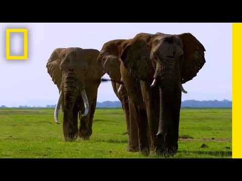 Secrets of the Elephants'