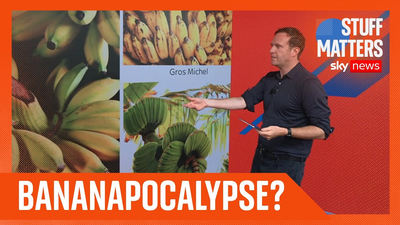 Why are bananas so cheap?