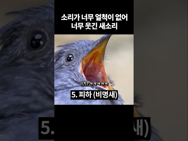 지구촌 얼척없이 웃긴 새소리 모음ㅋㅋ