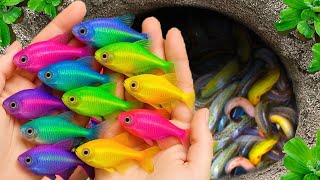 Catch beautiful aquarium fish in small pond baby turtles, eel, koi, pencil fish,  nemo fish, tadpole