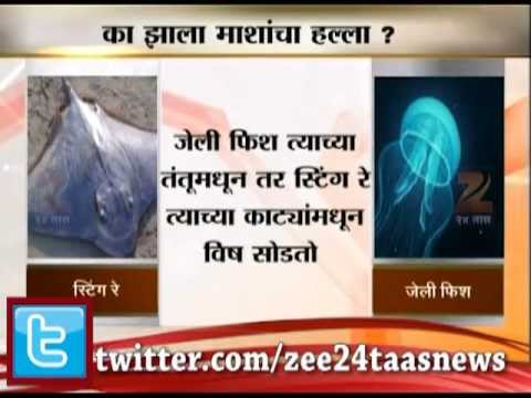 समुद्रकिनाऱ्यावर कसे आले स्टींग रे?