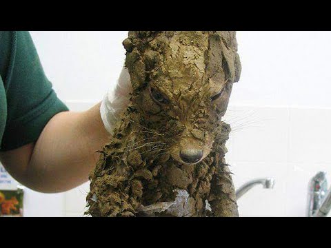 Workers Thought They’d Found A Muddy Puppy But They Cleaned It Off And Got The Cutest Surprise