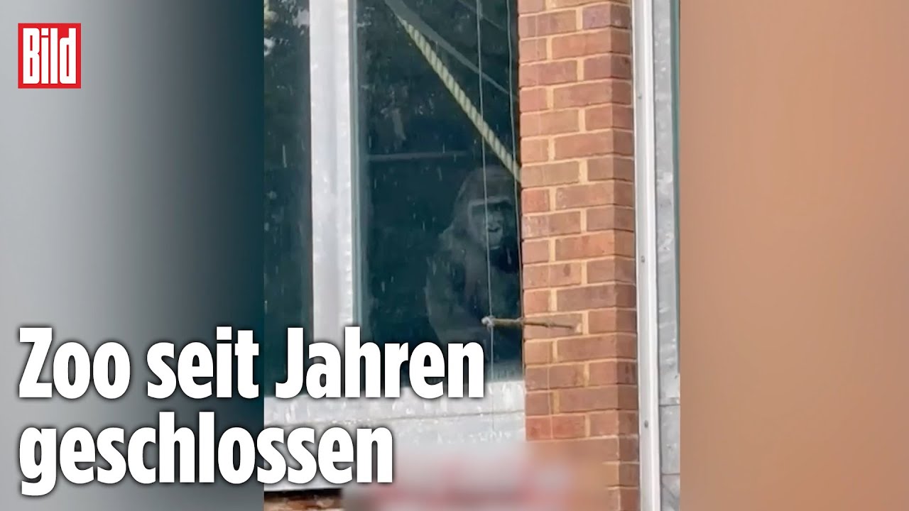 England: Tierschützer filmen verlassene Gorillas