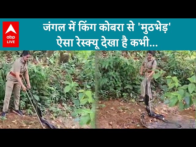 Kerala News: जंगल में किंग कोबरा से 'मुठभेड़', ऐसा रेस्क्यू देखा है कभी... | ABP LIVE