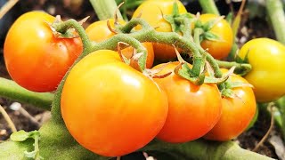 איך מגדלים עגבניות שרי בבית