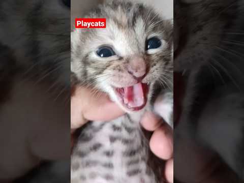 Suara Anak Kucing Memanggil Induknya #shorts #kucing #kucinglucu