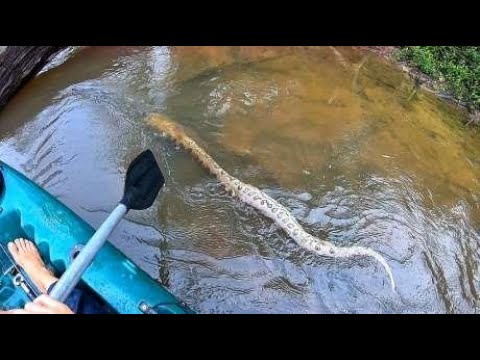 小哥深入亚马逊河流钓鱼，这钓的不是鱼，是疯狂吧！