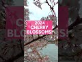 DC cherry blossoms in bloom #shorts(WBAL) - 00:59 min - News - Video