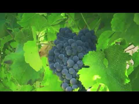 Vidéo de l’hébergement