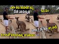 Jagapathi Babu brings smile to fans' faces with Kangaroo video, fun caption