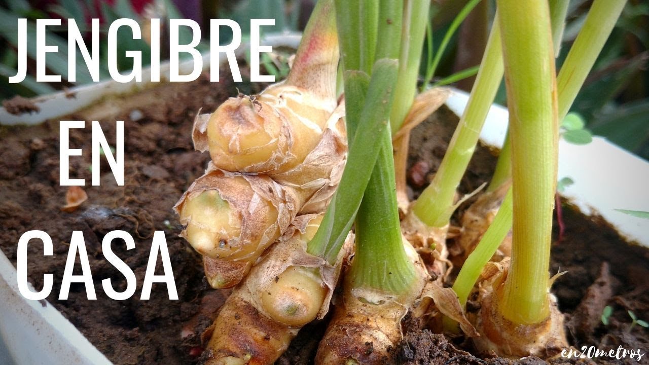 Como cultivar apio