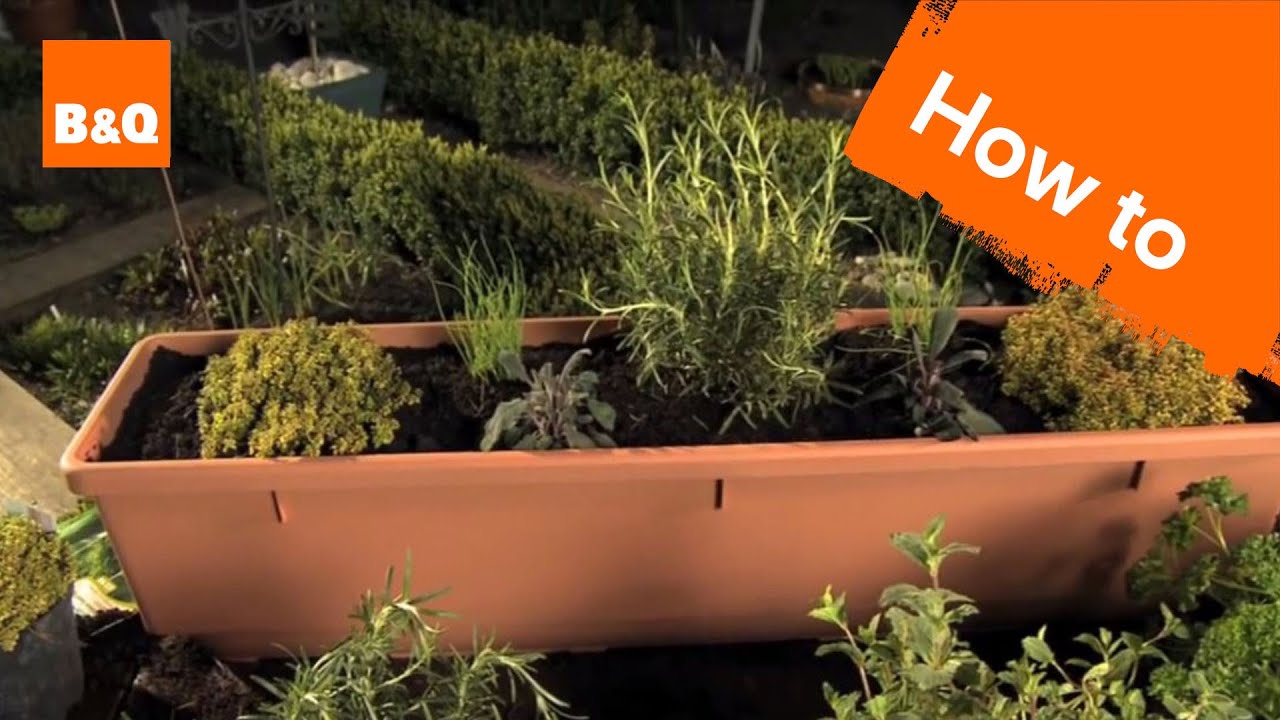 How to Grow Herbs - YouTube