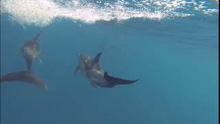האם יש דולפינים בים התיכון?
