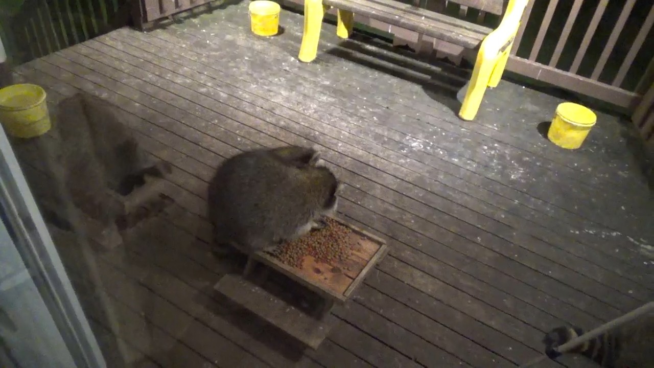 THURSDAY INTERNATIONAL RACCOON DAY PART ONE