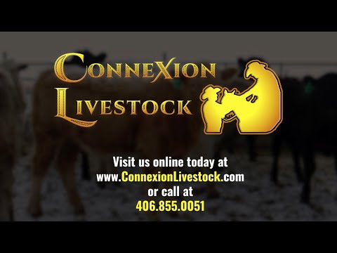 Marketing Feeder Cattle with ConneXionLivestock.com