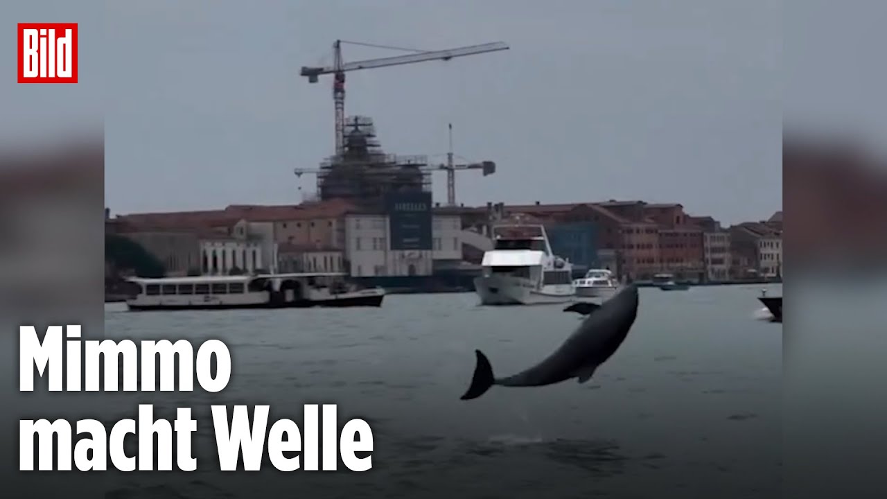 Italien: Delfin-Show im Markusbecken begeistert Venedig