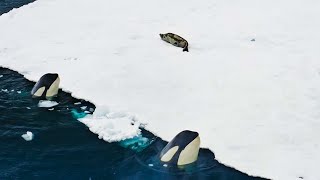 לוויתן קטלן צד באנטרקטיקה