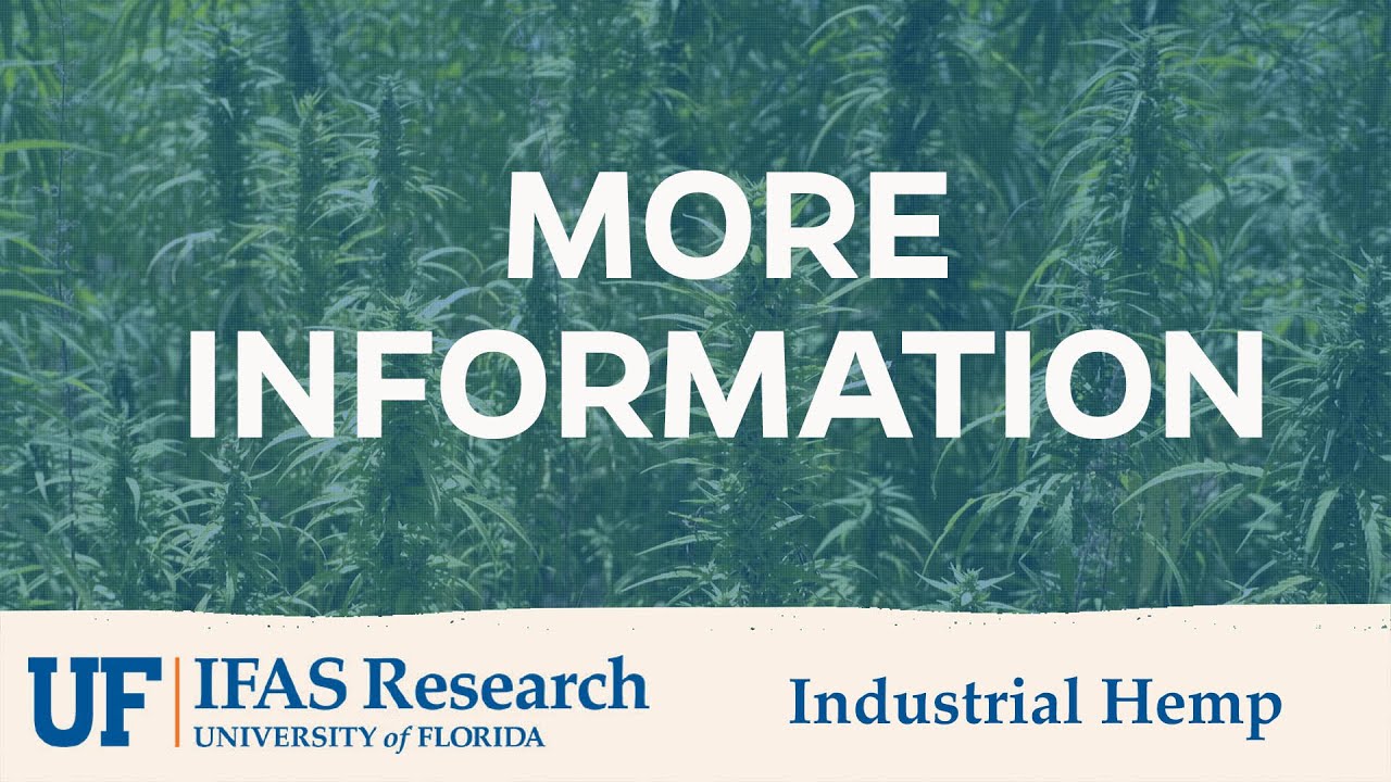 Play Video about UF/IFAS Industrial Hemp