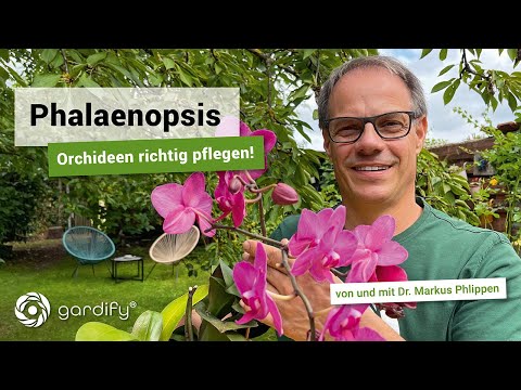 Phalaenopsis - Pflege, Standort, Dünger, Schädlinge. Orchideen | gardify tipps