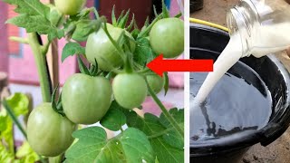 The first very important fertilizer for Tomato! Pour this over your young plants!