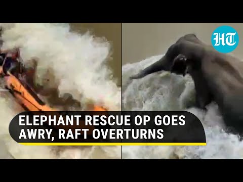 Video: Journalist dies during elephant rescue operation in flooded river as boat overturns Video: Journalist dies during elephant rescue operation in flooded river as boat overturns