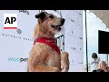 Kodi, star of Dog on Trial, wins this years Palm Dog in Cannes