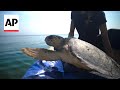 World Sea Turtle Day: Injured turtles are nursed back to health in Italy
