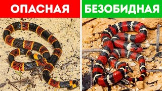 18 опасных змей, на которых при встрече даже смотреть рискованно