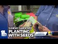 The benefits of planting with seeds