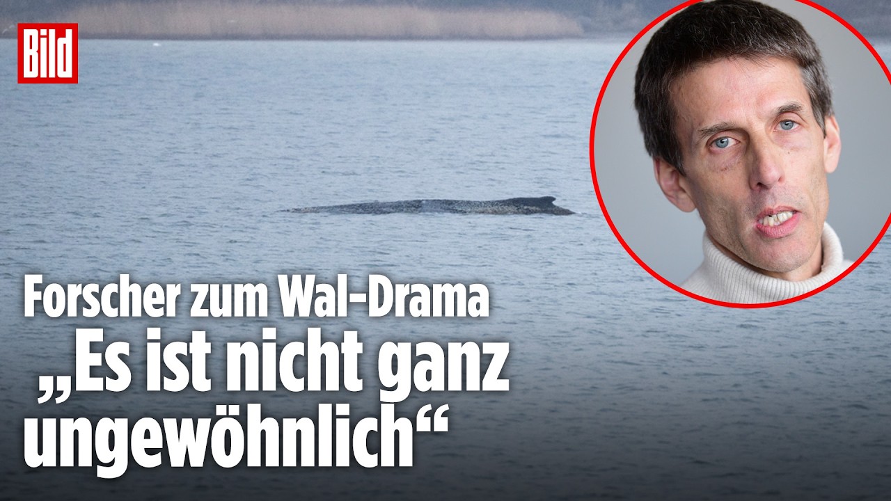 MEERESFORSCHER ÜBER WAL-SITUATION: Irrläufer sind nicht ganz ungewöhnlich