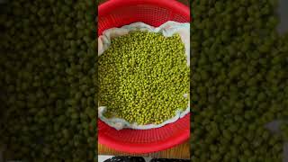 Mẹ Cồ Ry tự làm giá đỗ bằng rổ đơn giản, dễ làm trong mùa dịch