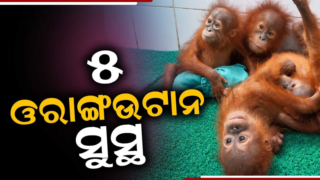 All 5 Orangutan Cubs In Nandankanan Zoo Stable And Recovering Well | Argus News