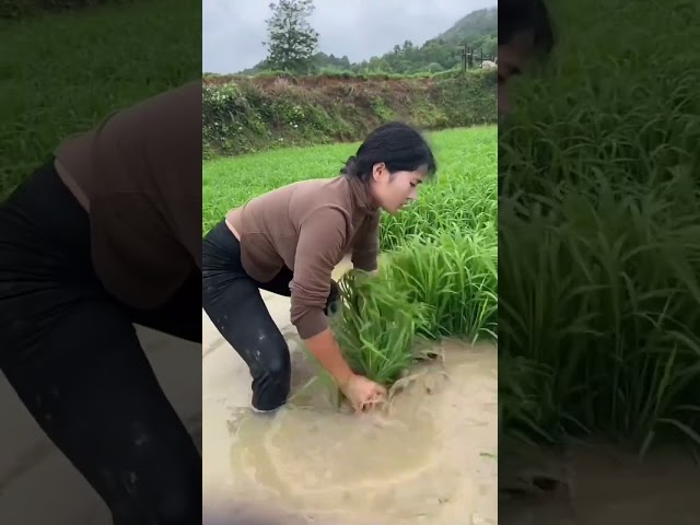 #大山里的原生态 #记录农村人的生活 #记录我们的农村生活