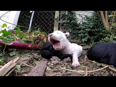 A puppy in trouble (with a happy ending!) - Stray Rescue of St.Louis