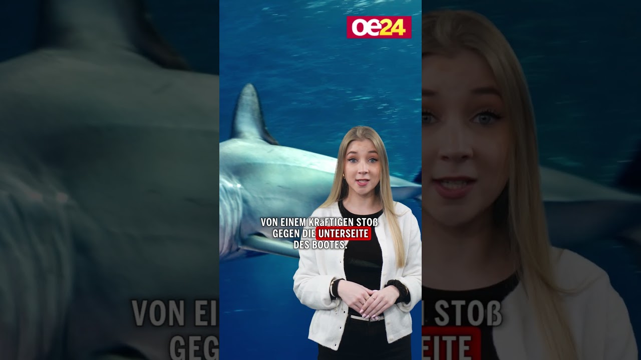 Verletzter Hai griff Boot in Süditalien an