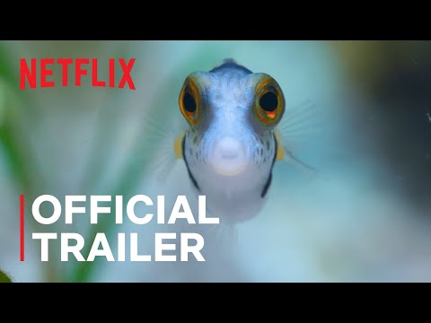 Puff: Wonders of the Reef'