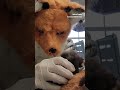 Staff at a Virginia wildlife center pretend to be red foxes as they care for an orphaned kit  - 00:23 min - News - Video