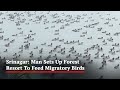 Kashmiri Man Sets Up Forest Resort To Feed Migratory Birds At Srinagars Dal Lake