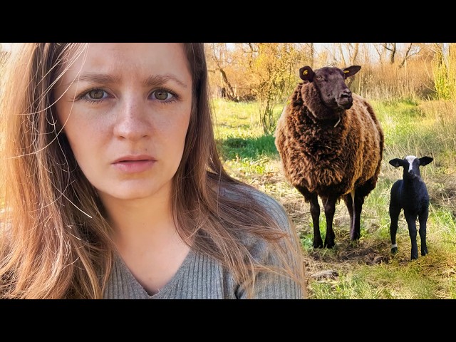 Können wir Lamm und Mutter retten? 🥺