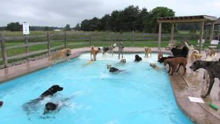 好歡樂的泳池派對，好快樂的狗狗們