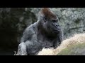 Worlds oldest male gorilla Ozzie dies  - 01:13 min - News - Video