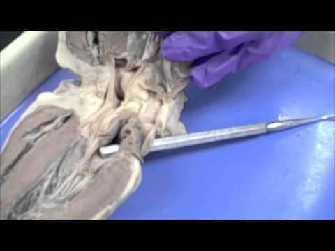 Mrs. Johnson's Sheep Heart Dissection - YouTube heart diagram 